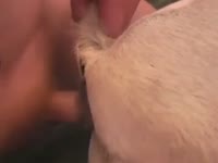 Horny guy has sex with a dog
